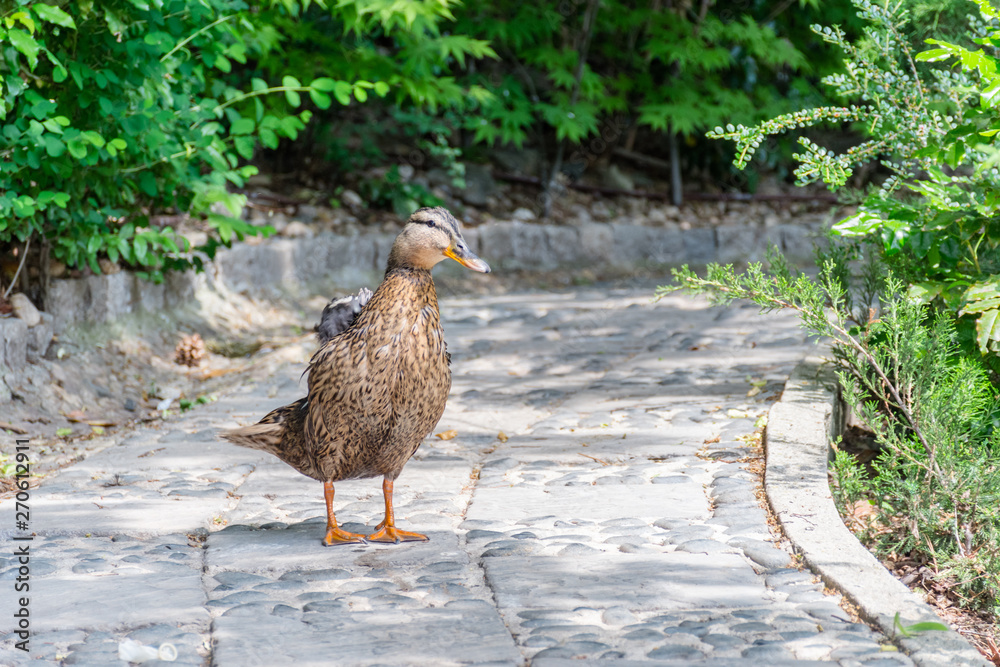 Fototapeta premium Wild duck in urban conditions