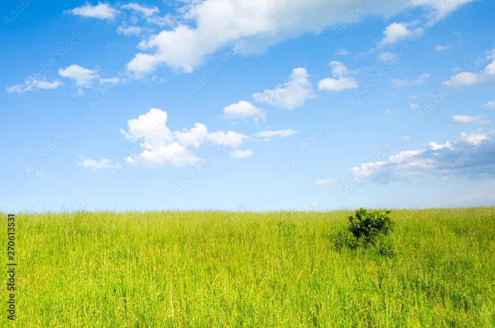 Fototapeta premium Green Grass and Blue Sky