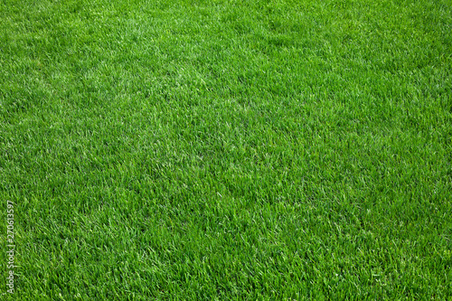 Green Grass Background Texture. Green Field Background.