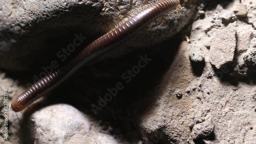 The centipede - vegetable-eating millipedes (Julidae, Pachyiulus flavipes) in the Crimea. Night snapshot photo