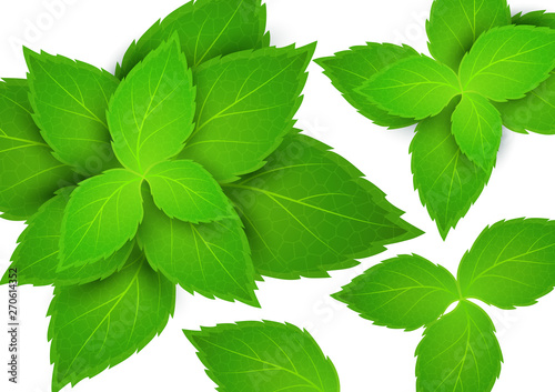 Fresh mint on a white background. Menthol is a healthy scent. Herbal natural plant. Mint green leaves. Vector illustration for your design.