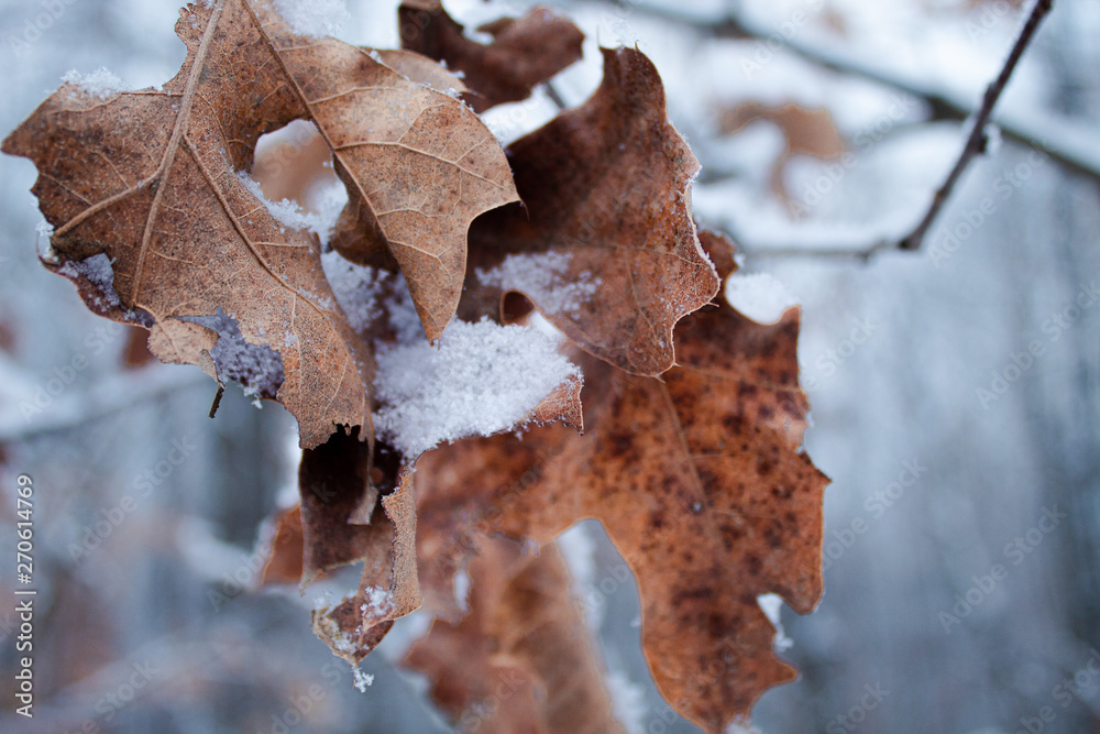 Wintery Leaves Wintery Leaves