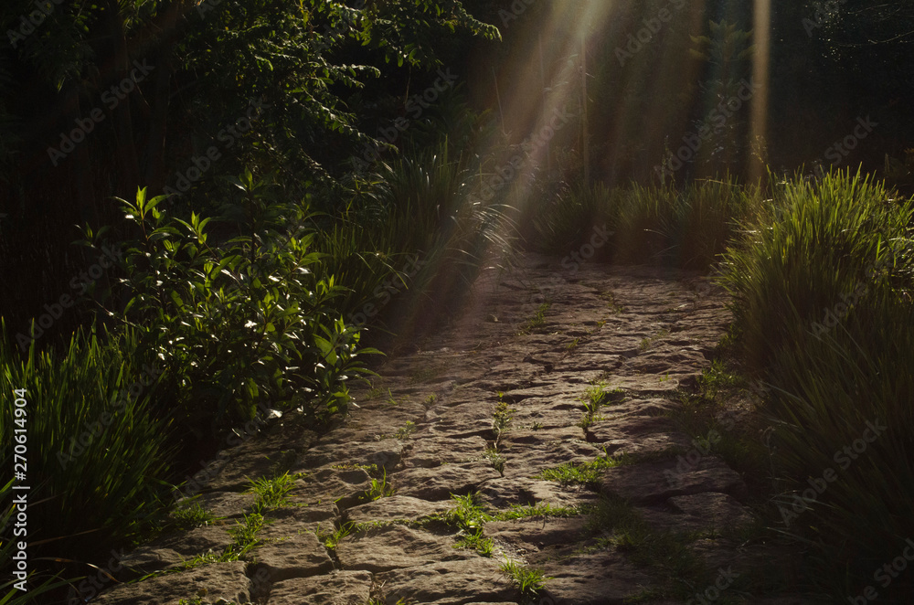 Obraz premium sunlight through the forest