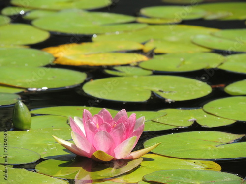 pink water lily in pond