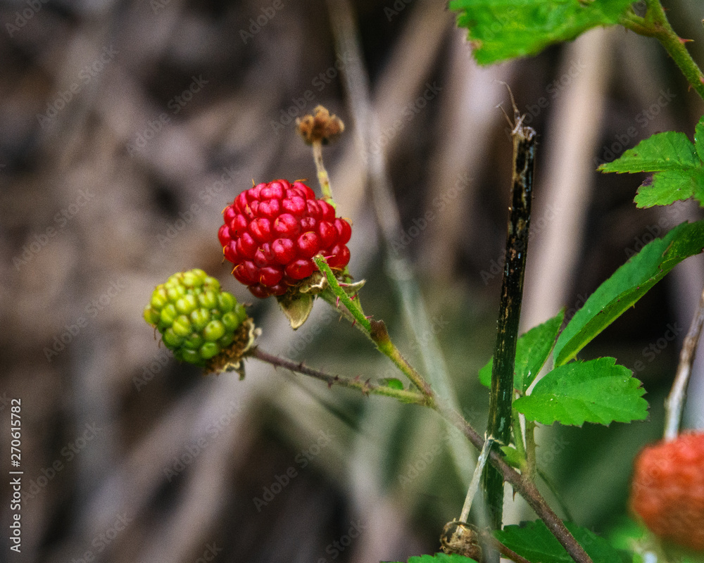 Southern Dewberry along the nature trail in Pearland! Southern Dewberry along the nature trail in Pearland!