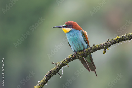 Portrait of bee eater in cloduy day (Merops apiaster)