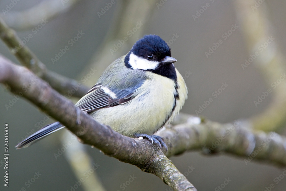 Obraz premium Great Tit (Parus major), perched in a tree, Quantock Hills, Somerset, England, UK.