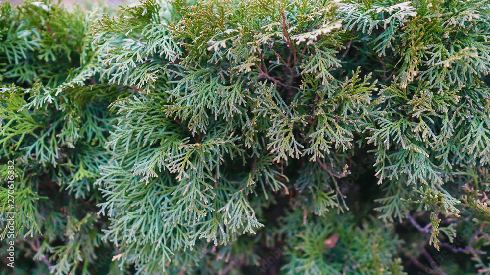 Closeup of Beautiful green christmas leaves of Thuja trees on green background. Thuja twig, Thuja occidentalis is an evergreen coniferous tree. Platycladus orientalis, also known as Chinese thuja