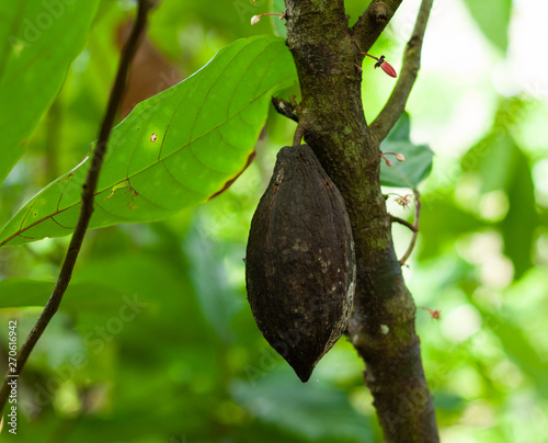 Theobroma cacao