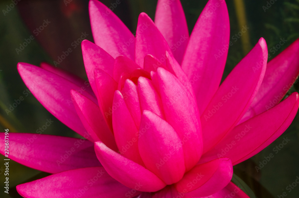 Red lotus with blurred pattern background