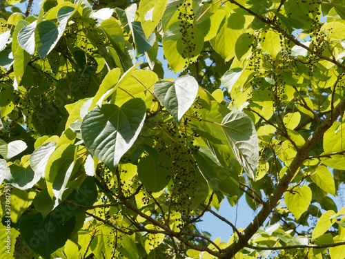 Idesia polycarpa, un arbre décoratif couvert de panicules florales immatures et pendantes entre de grandes feuilles cordiformes vert foncé  photo