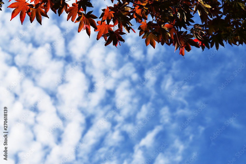 Maple trees and blue sky with clouds Maple trees and blue sky with clouds