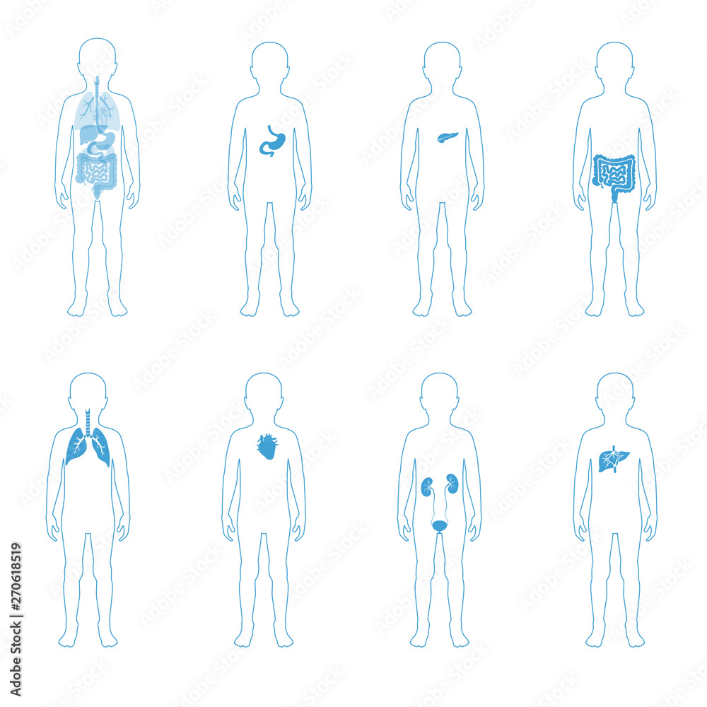 illustration of child internal organs in boy body illustration of child internal organs in boy body