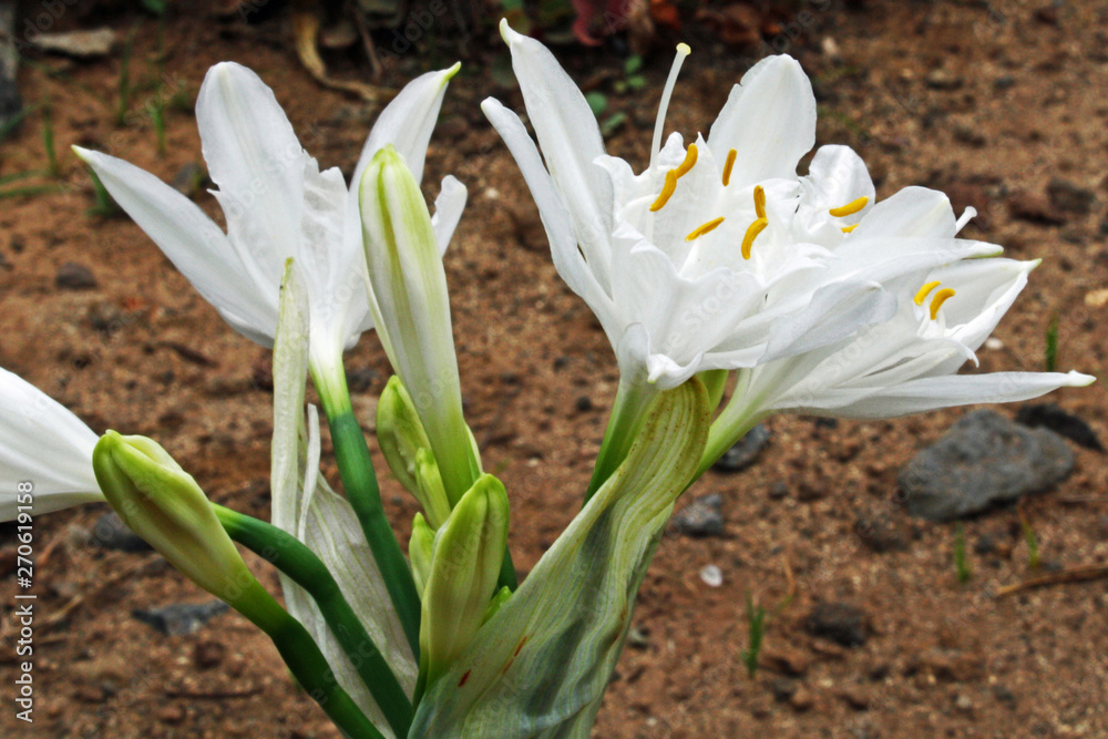 Obraz premium Duenentrichternarzisse