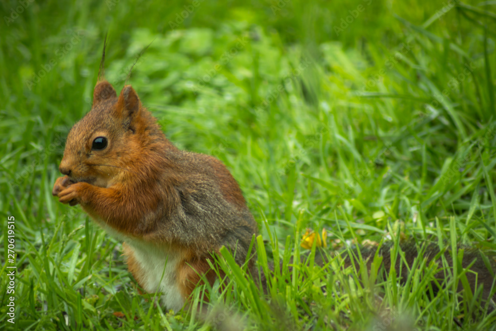 curious squirrel sitting on a meadow curious squirrel sitting on a meadow