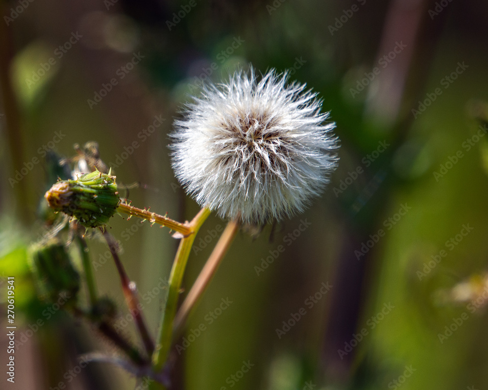 Prickly Sowthistle waiting to drift away in the breeze! Prickly Sowthistle waiting to drift away in the breeze!