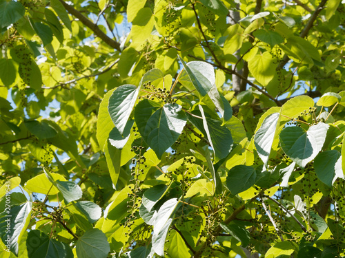 Idesia polycarpa - Japanische Orangenkirsche, dekorativer Baum mit herzförmigen laubblätter und hängende Rispen im Frühjahr photo