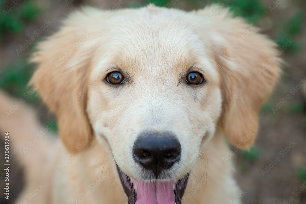 puppy golden retriever smile face