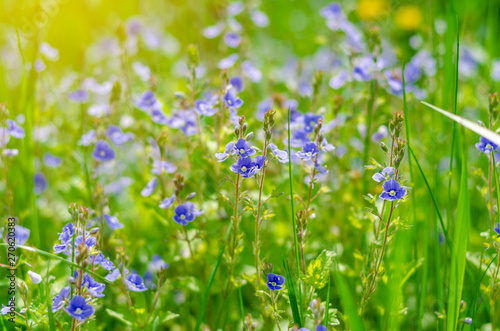 Forget-me-not flowers in a field among green grass. Summer scene  wildlife.