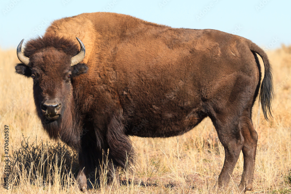 American Bison on the High Plains of Colorado