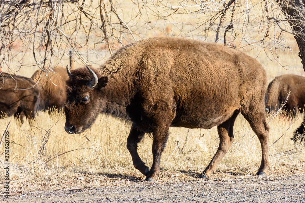 American Bison on the High Plains of Colorado American Bison on the High Plains of Colorado