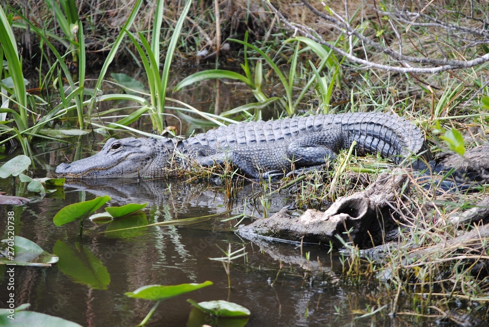 alligator in everglades