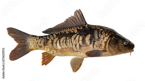 mirror carp isolated on white background close-up