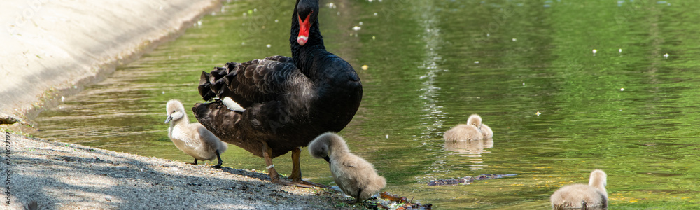 Fototapeta premium Black swan with chicks. Animal wildlife