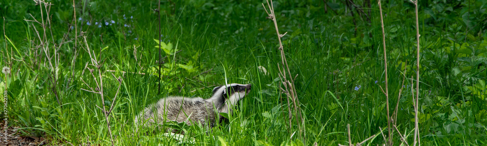 Badger in the fresh green grass. Animal wildlife, space for text
