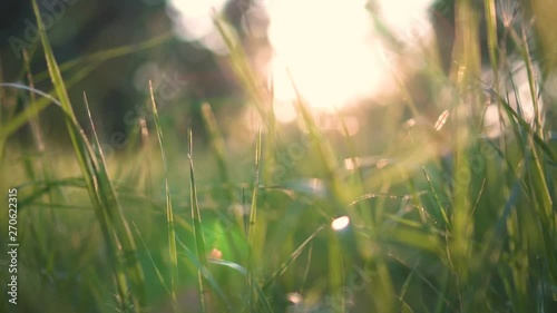 beautiful green grass in the forest at sunset