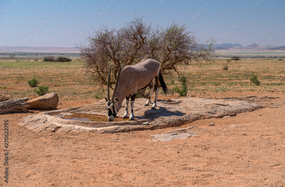 Oryx, Namibia