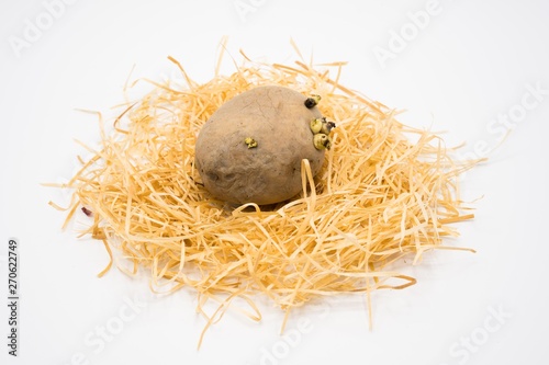 Potato on the nest with isolated white background shooting in studio.