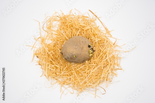 Potato on the nest with isolated white background shooting in studio.