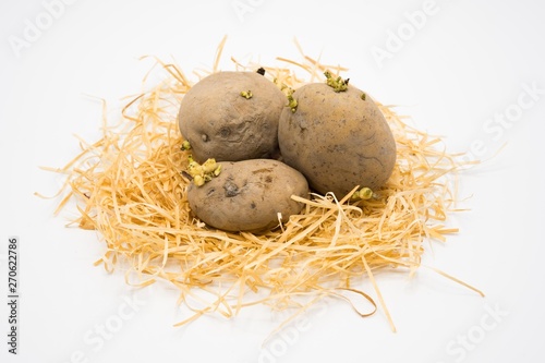 Potato on the nest with isolated white background shooting in studio.
