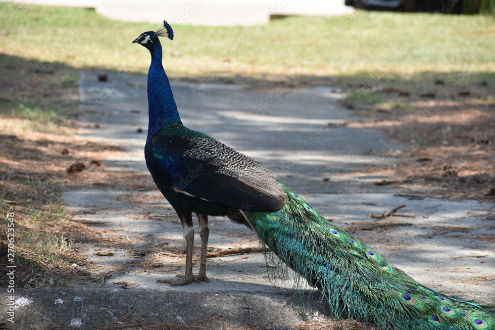 Fototapeta premium Peacock 