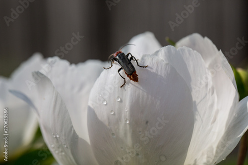 Macro photo of bug on the white peony flower.
