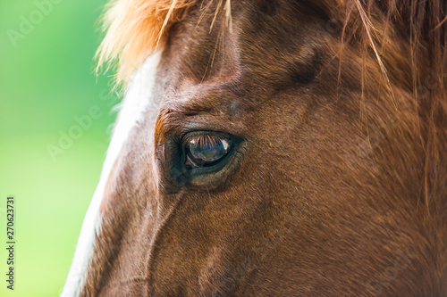 Close-up photos of brown horses on the meadow in Great smoky mountains national park Tennessee USA.