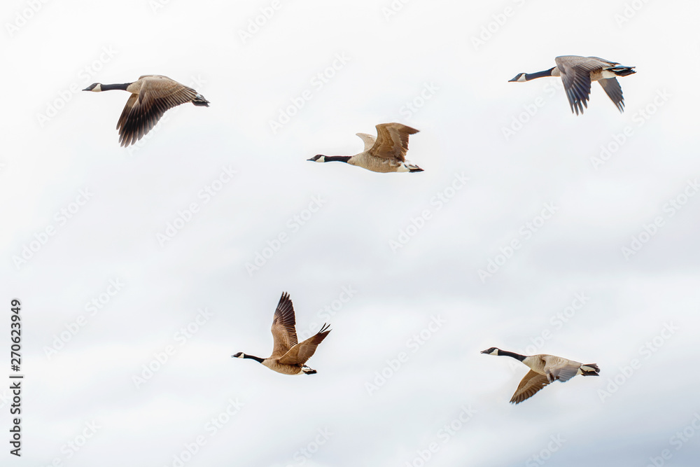 Flock of five large Canadian geese ducks flying against light blue sky with clouds.