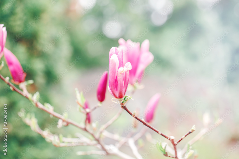 Beautiful macro of purple pink magnolia flowers on tree branches. Sun light from above. Pale light faded pastel tones. Artistic amazing spring nature. Natural floral background with copyspace Beautiful macro of purple pink magnolia flowers on tree branches. Sun light from above. Pale light faded pastel tones. Artistic amazing spring nature. Natural floral background with copyspace