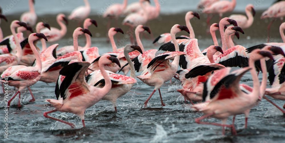 Fototapeta premium Pink flamingoes at Walvis Bay, Namibia
