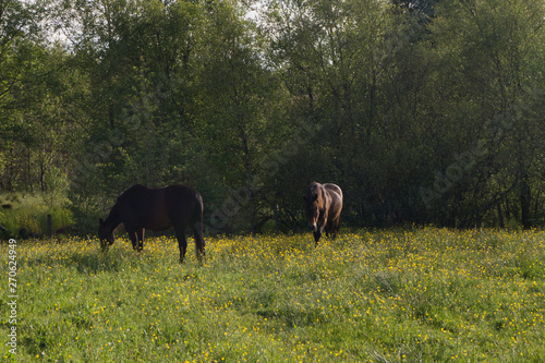 Horses in meadow with flowers eating grass, blue skies with clouds 