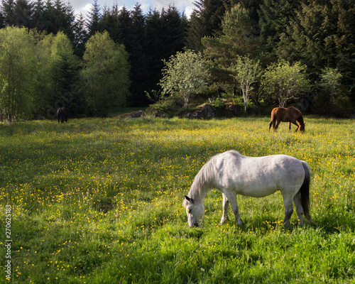 Horses in meadow with flowers eating grass, blue skies with clouds 