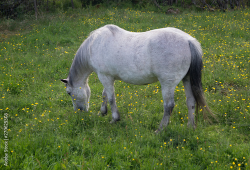 Horses in meadow with flowers eating grass, blue skies with clouds 