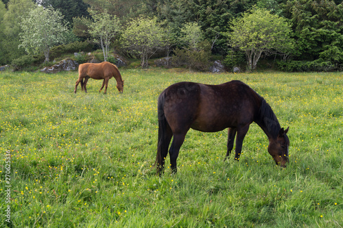 Horses in meadow with flowers eating grass  blue skies with clouds 