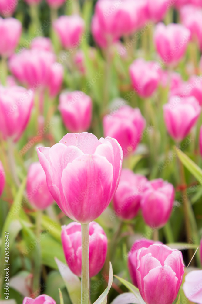 pink tulip flowers garden , tulip blooming blossom in the garden pink tulip flowers garden , tulip blooming blossom in the garden
