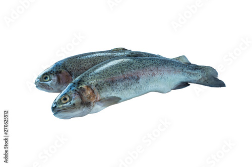 Fish rainbow trout, isolated on a white background. Two trouts over white background. Fish with copy space for text. Rainbow trout isolated on a white.
