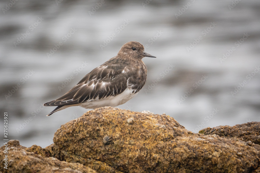 The Black Turnstone (Arenaria melanocephala) is a shorebird inhabiting the Pacific Coast from Alaska to Baja California. This bird was sighted Asilomar Beach in Pacific Grove The Black Turnstone (Arenaria melanocephala) is a shorebird inhabiting the Pacific Coast from Alaska to Baja California. This bird was sighted Asilomar Beach in Pacific Grove