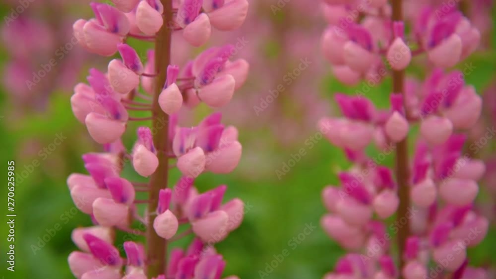 Pink lupines flowers Pink lupines flowers
