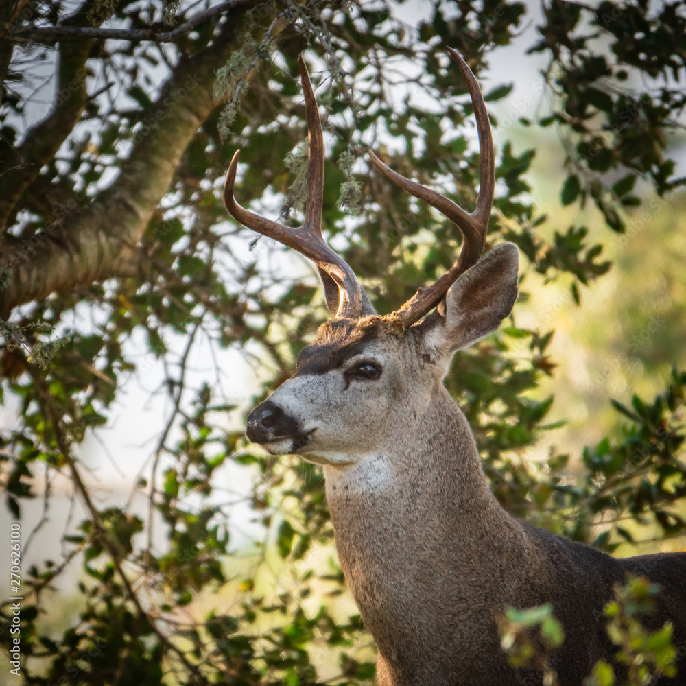 A Columbian Black-tailed deer buck (Odocoileus hemionus) peeks its head out  from a shaded coastal