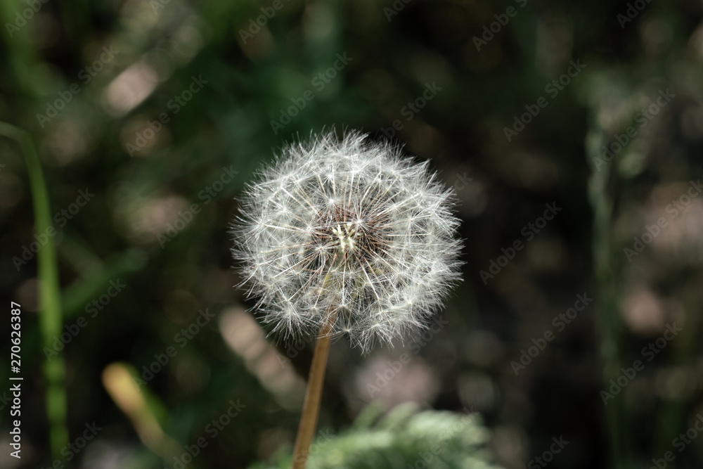 Makroaufnahme einer zarten Pusteblume Makroaufnahme einer zarten Pusteblume